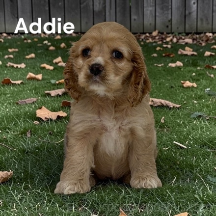 puppy, for, sale, Cocker Spaniel, Joe & Cherri  Overlease, dog, breeder, Miller, MO, dog-breeder, puppy-for-sale, forsale, nearby, find, puppyfind, locator, puppylocator, aca